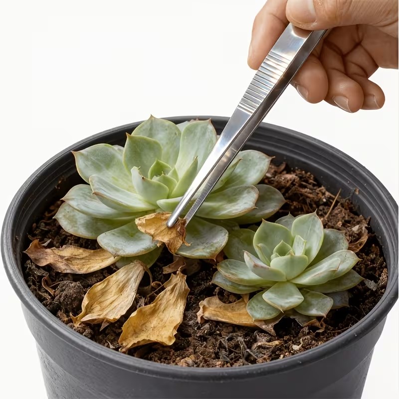Planted Aquarium Tips - 2pcs 20cm Stainless Steel Tweezers Set