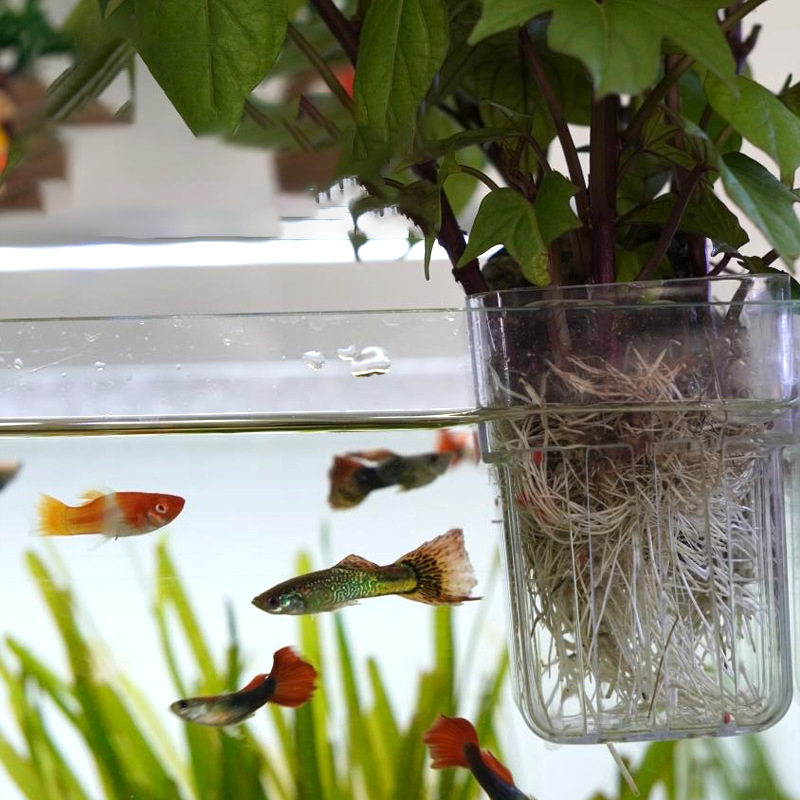 Wall-Mounted Hydroponic Planti - Aquarium Planted Wall review and price