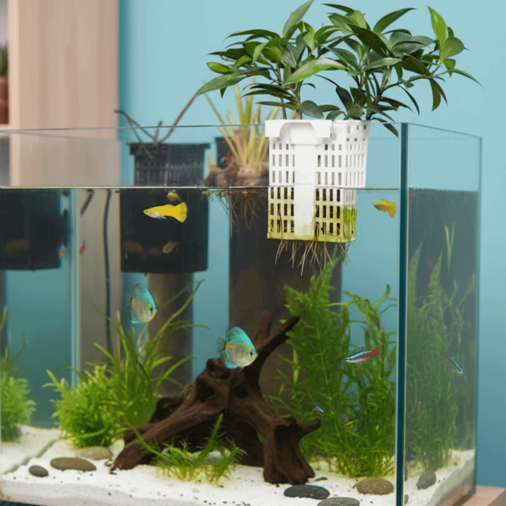 Wall Hanging Aquatic Plant Hol - Aquarium Planted Wall review and price